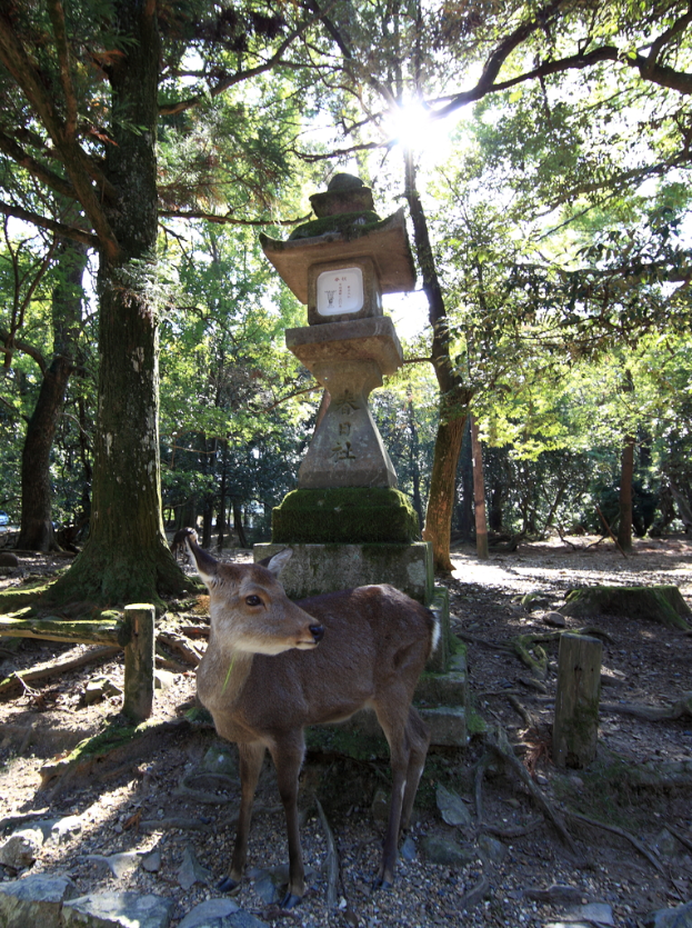 Ein Reh liegt auf dem Boden mit Bäumen, einer kleinen turmartigen Struktur, hölzernen Pfählen und Himmel im Hintergrund.