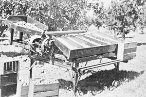 Ein Schwarz-Weiß-Foto eines Apfelgartens mit einer Maschine in der Mitte, umgeben von Bäumen und Gras, und hölzernen Kisten mit Äpfeln links.