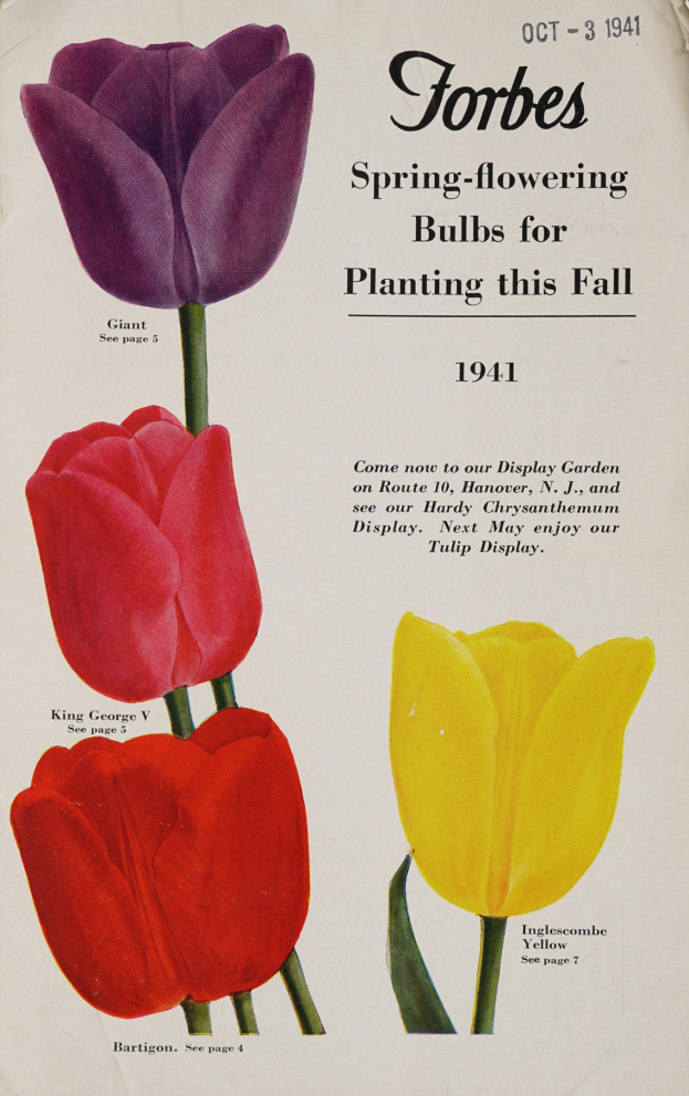 Plakat aus dem Jahr 1941 mit drei Tulpen in rot, gelb und lila, die symmetrisch gegen einen weißen Hintergrund angeordnet sind, mit der Aufschrift "Forbes Frühlingsblüher für die Pflanzung im Herbst 1941" oben.