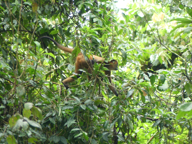 Ein braunpelziger Spinnenäffchen mit großen Augen und leicht geöffnetem Mund sitzt auf einem Ast in Costa Ricas üppiger grüner Vegetation.