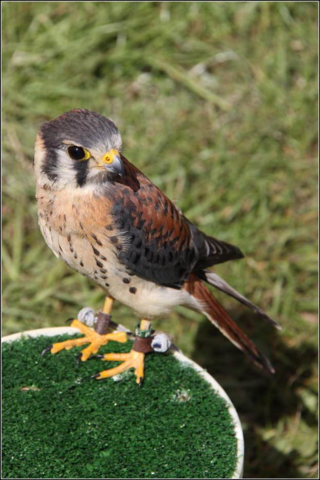 Ein Vogel steht auf einer grünen Oberfläche mit Gräsern auf dem Boden.