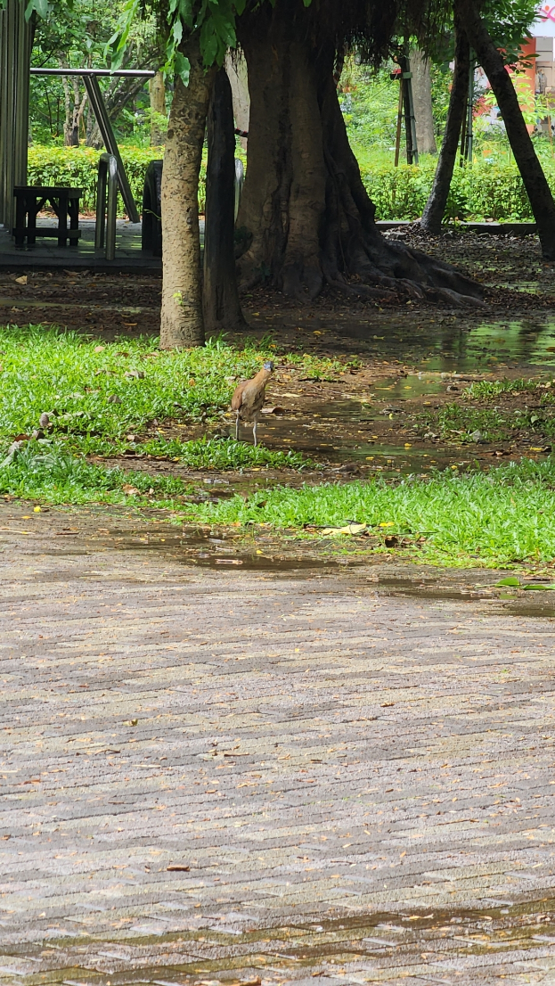 Ein Vogel steht in einem Park neben einem Baum, umgeben von grünem Gras und Wasser, mit anderen Bäumen, Pflanzen und einem Gebäude im Hintergrund.
