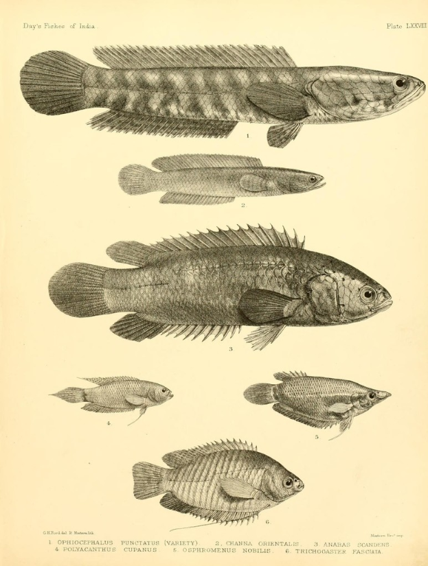 Ein Blatt mit Bildern verschiedener Fische und begleitendem Text.